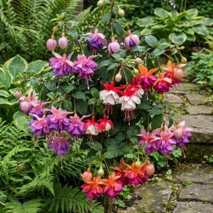 Mixed Double Petal Fuchsia Seeds - Flower Plant