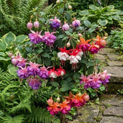 Mixed Double Petal Fuchsia Seeds - Flower Plant