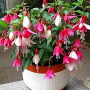 Mixed Double Petal Fuchsia Seeds - Flower Plant