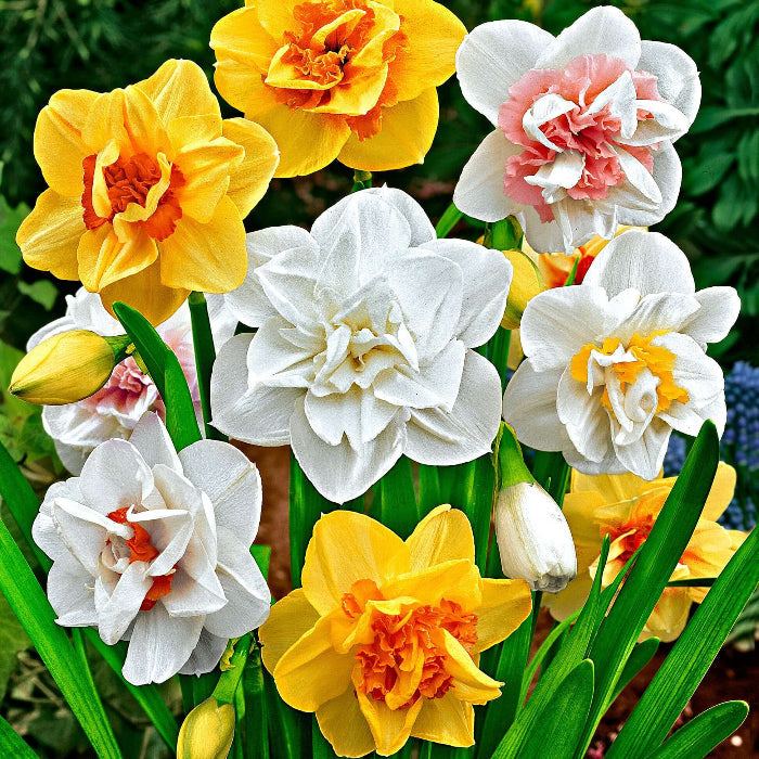 Mixed Double Petals Narcissus Daffodil Seeds - Flower Plant