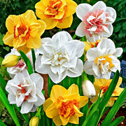 Mixed Double Petals Narcissus Daffodil Seeds - Flower Plant