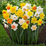 Mixed Double Petals Narcissus Daffodil Seeds - Flower Plant
