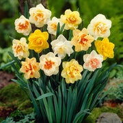 Mixed Double Petals Narcissus Daffodil Seeds - Flower Plant