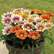 Gazania Seeds – Gazania rigens