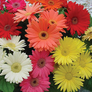 Gerbera Daisy Seeds – Gerbera jamesonii