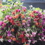 Gomphrena Seeds – Gomphrena globosa