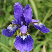 Mixed Iris spp. Seeds