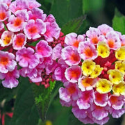 Lantana Seeds – Lantana camara