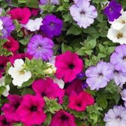 Wildflower Mix Mixed Laura Seeds