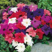 Wildflower Mix Mixed Laura Seeds