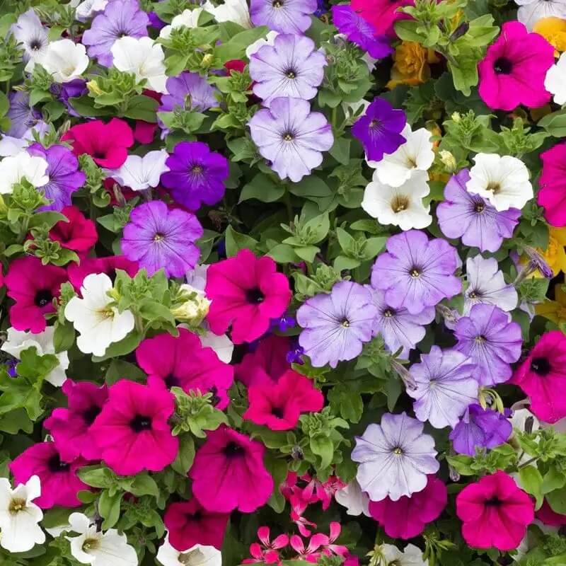 Wildflower Mix Mixed Laura Seeds