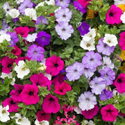 Wildflower Mix Mixed Laura Seeds