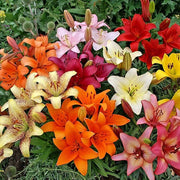 Lily Flower Seeds – Lilium spp.