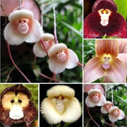 Mixed Monkey Orchid Seeds