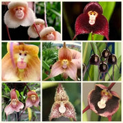 Mixed Monkey Orchid Seeds