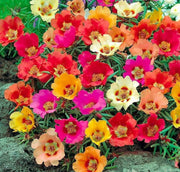 Portulaca Seeds – Portulaca grandiflora