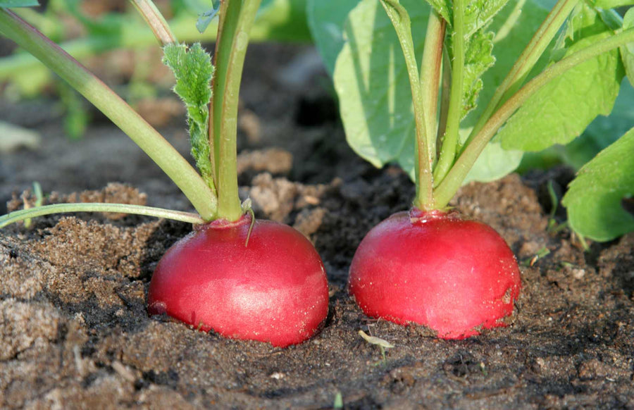 Radish Seeds – Raphanus sativus