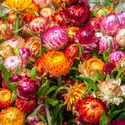 Strawflower Seeds – Xerochrysum bracteatum