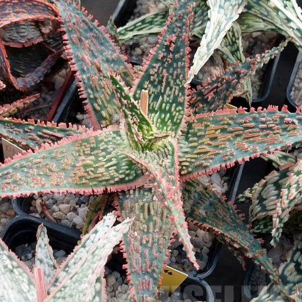 Mixed Vera Aloe Seeds, Herbal