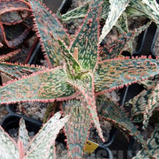Mixed Vera Aloe Seeds, Herbal