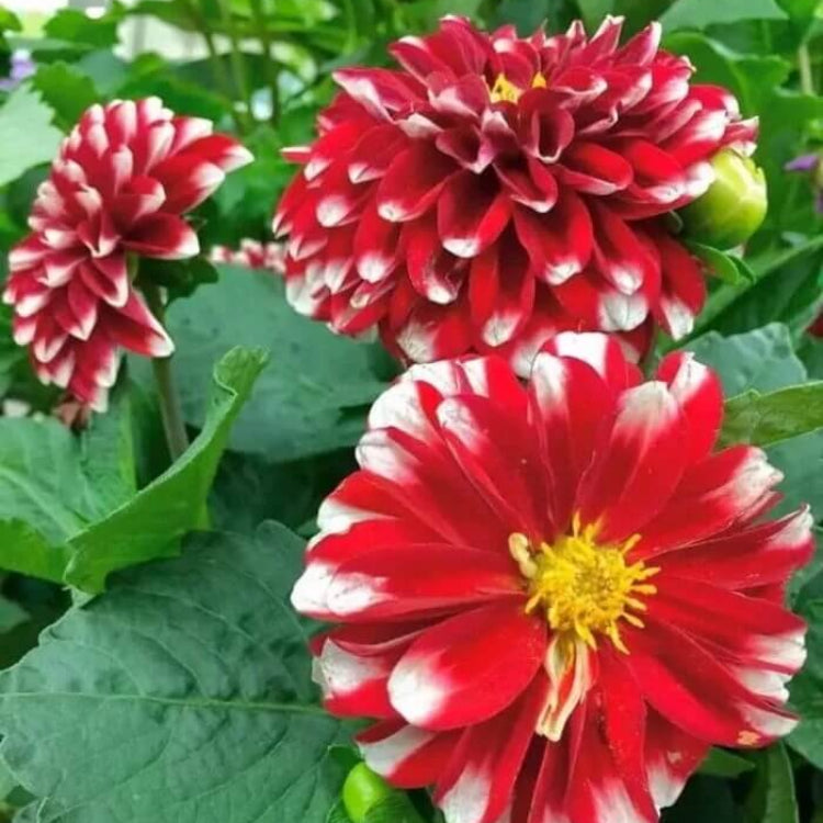 Mixed White and Red Dahlia Seeds