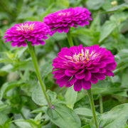 Zinnia Seeds – Zinnia elegans
