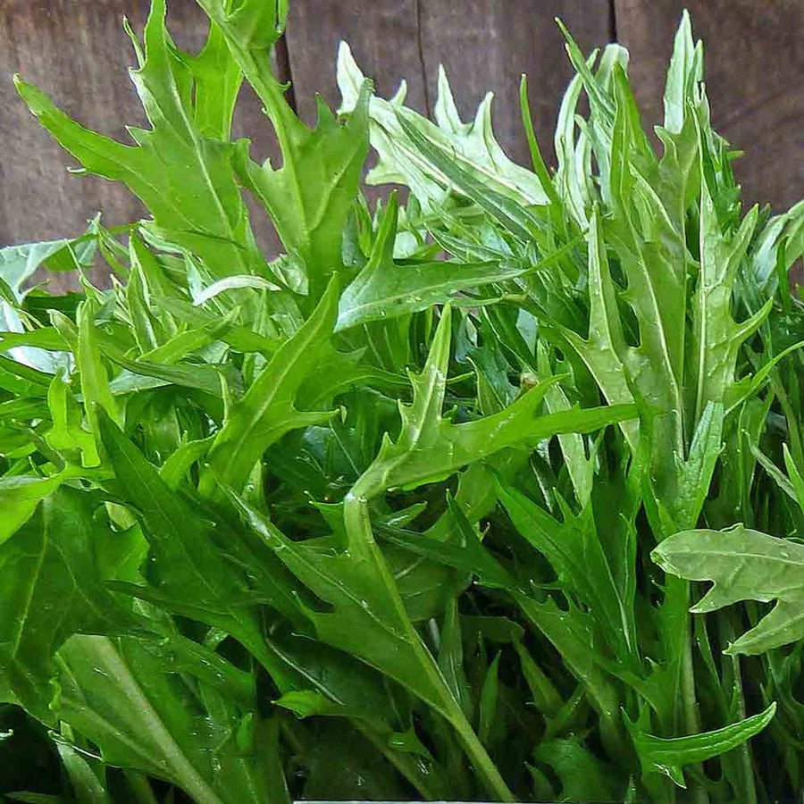 Baby Leaf Seeds, Herbal