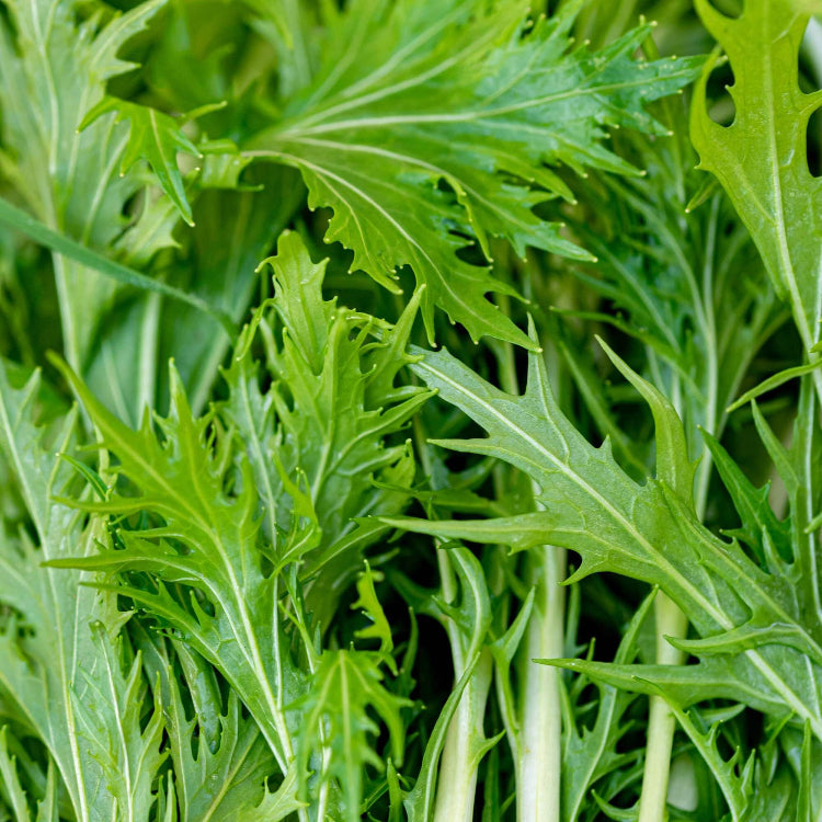 Green Mizuna Seeds, Herbal