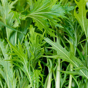 Green Mizuna Seeds, Herbal