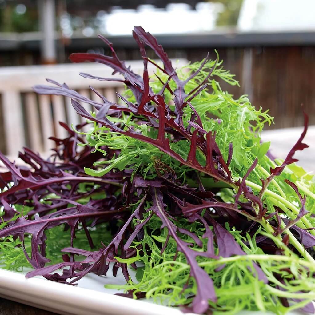 Lime Streaks Mizuna Seeds, Herbal