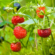 Red Mock Strawberry Seeds