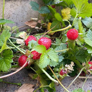 Red Mock Strawberry Seeds