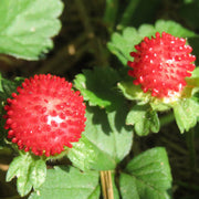 Red Mock Strawberry Seeds