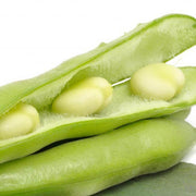 White Mogette Bean Seeds