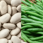 White Mogette Bean Seeds