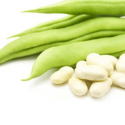 White Mogette Bean Seeds