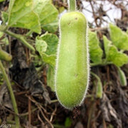 Tropical Seeds, Lagenaria siceraria