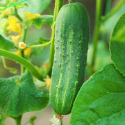 Tropical Seeds, Lagenaria siceraria