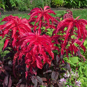 Molten Amaranthus Seeds
