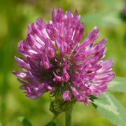 Monarchs Rose Red Clover Seeds, Herbal