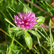 Monarchs Rose Red Clover Seeds, Herbal