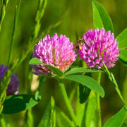 Monarchs Rose Red Clover Seeds, Herbal