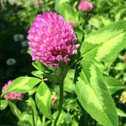Monarchs Rose Red Clover Seeds, Herbal