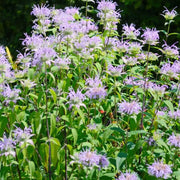 Bee Balm Mix Mint Seeds, Herbal