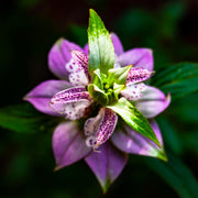 Monarda Punctata Spotted Bee Balm Seeds, Herbal
