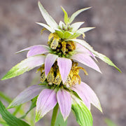 Monarda Punctata Spotted Bee Balm Seeds, Herbal