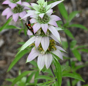 Monarda Punctata Spotted Bee Balm Seeds, Herbal