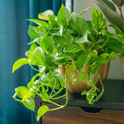Money Seeds, Pachira aquatica Flower Seeds