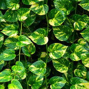 Money Seeds, Pachira aquatica Flower Seeds