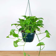 Money Seeds, Pachira aquatica Flower Seeds